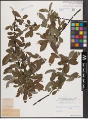 Foto von Salix cinerea L.